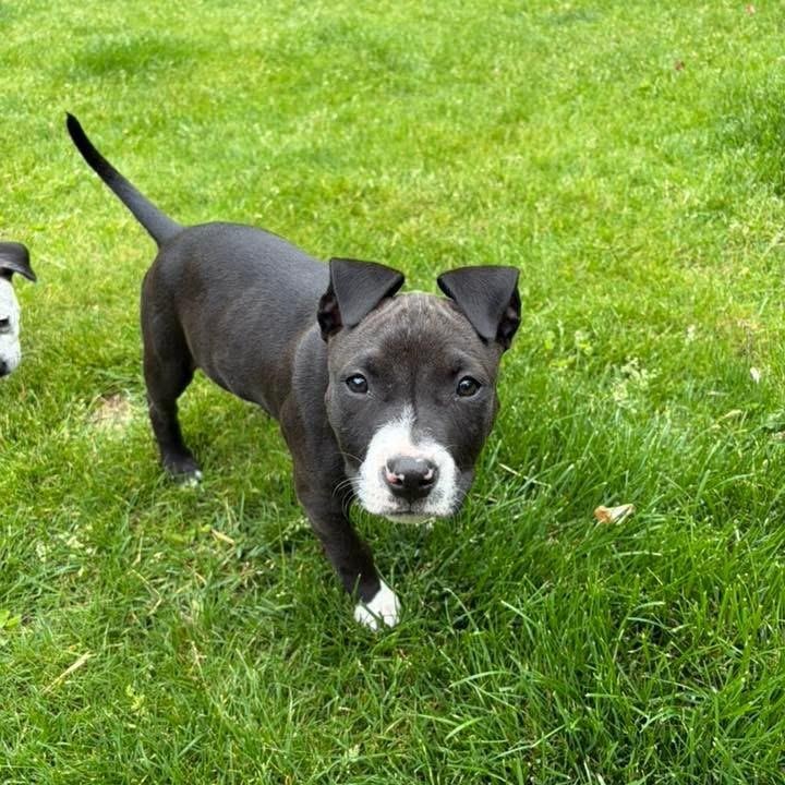 Enlarge Angelica (Rugrats Litter), a ADOPTABLE mixed breed in Alma, MI image 5/6