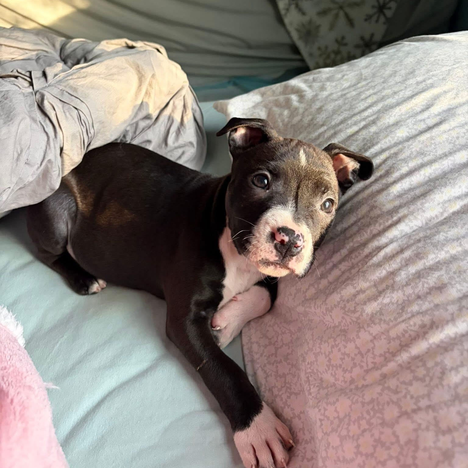 Enlarge Angelica (Rugrats Litter), a ADOPTABLE mixed breed in Alma, MI image 1/6