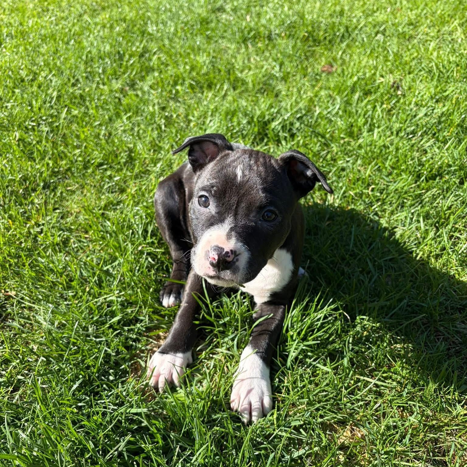 Enlarge Angelica (Rugrats Litter), a ADOPTABLE mixed breed in Alma, MI image 6/6
