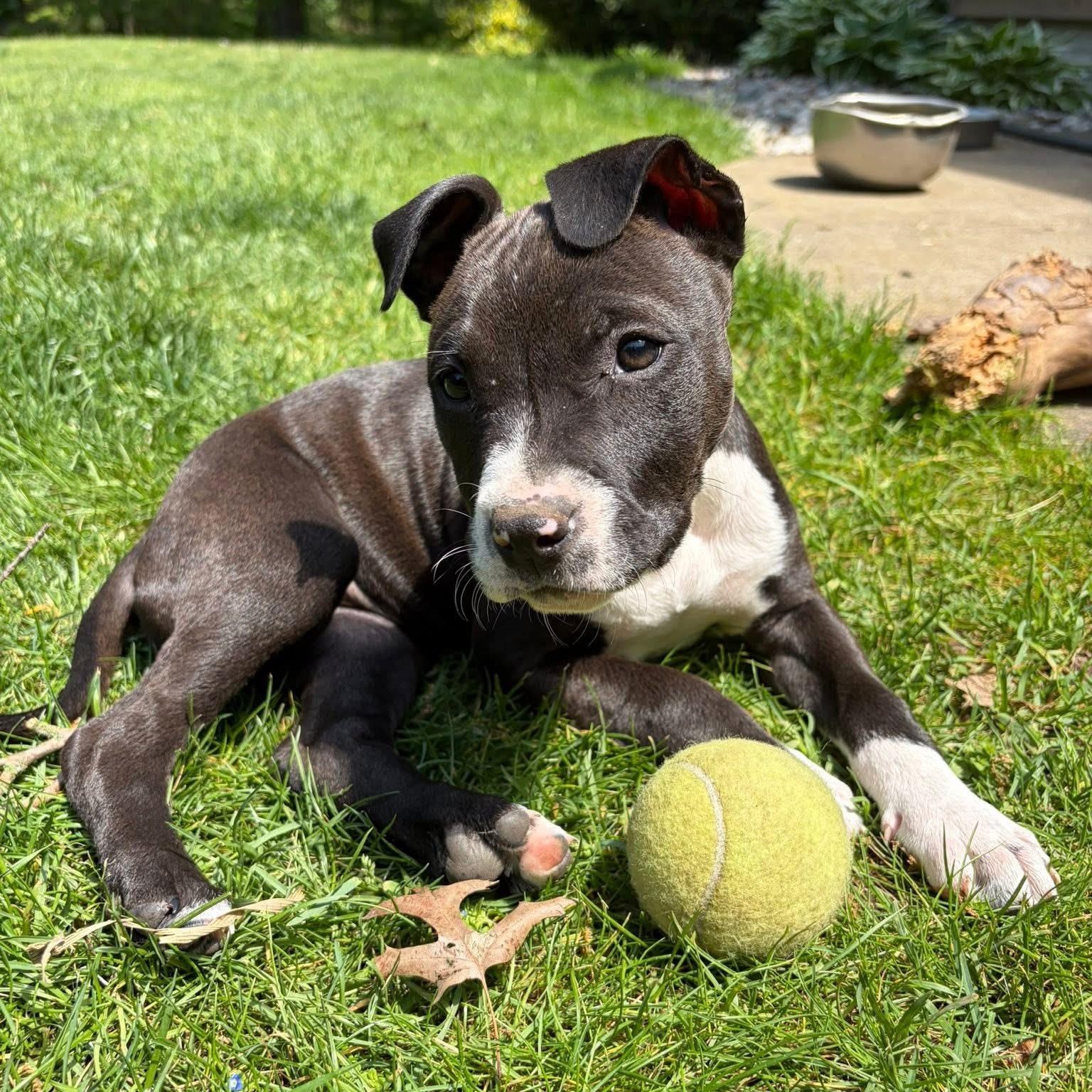 Enlarge Angelica (Rugrats Litter), a ADOPTABLE mixed breed in Alma, MI image 3/6