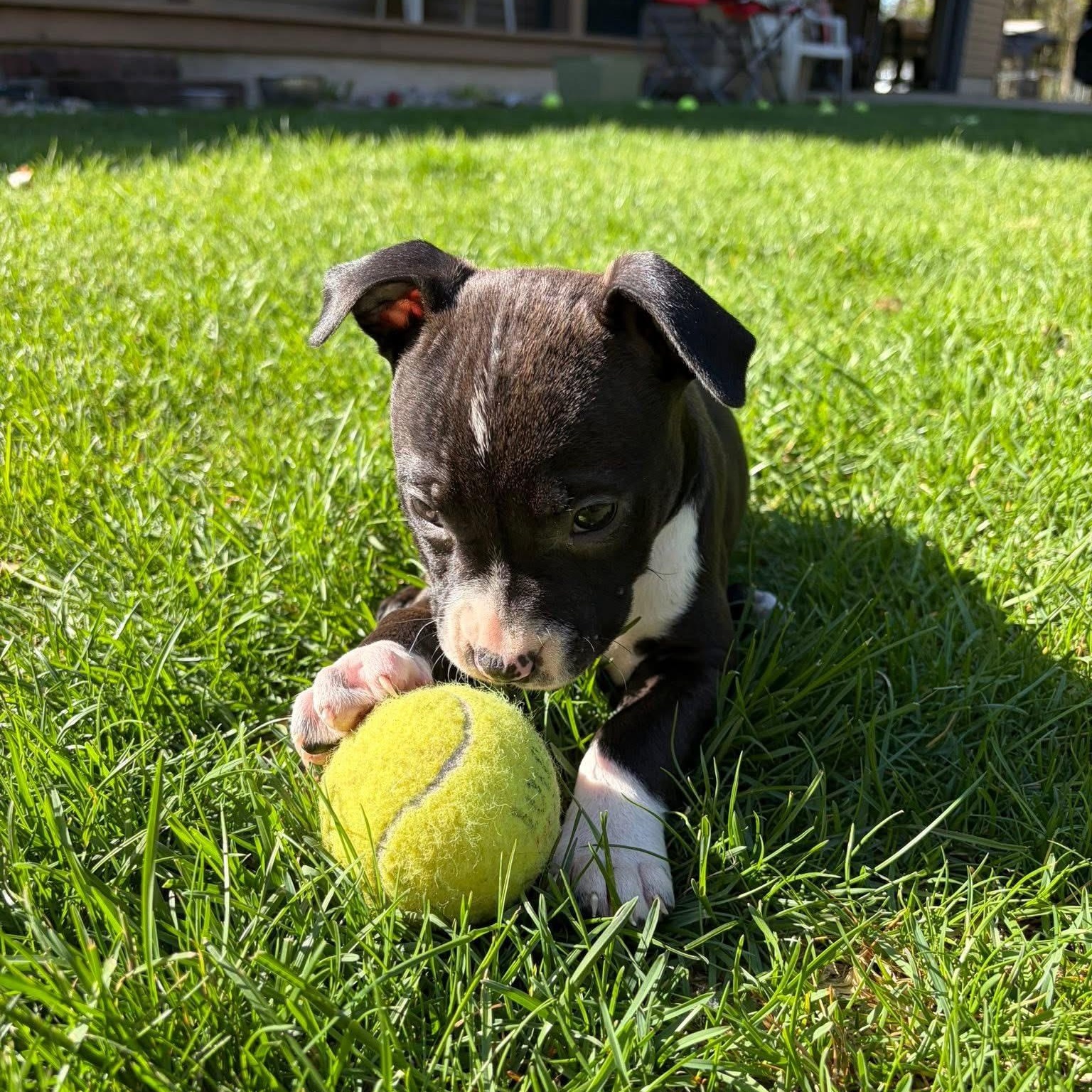 Enlarge Angelica (Rugrats Litter), a ADOPTABLE mixed breed in Alma, MI image 2/6