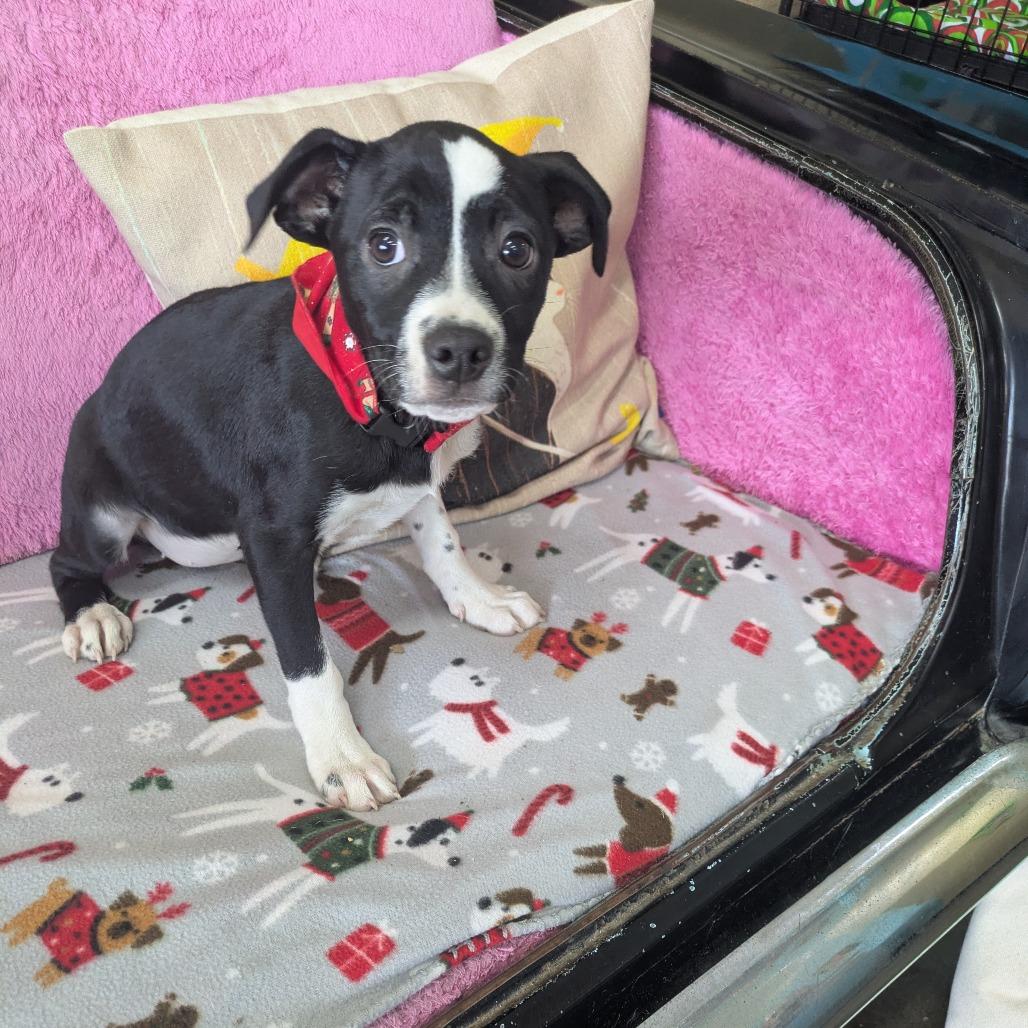 Enlarge Rosaline, a Adoptable mixed breed in Springfield, MO image 1/5