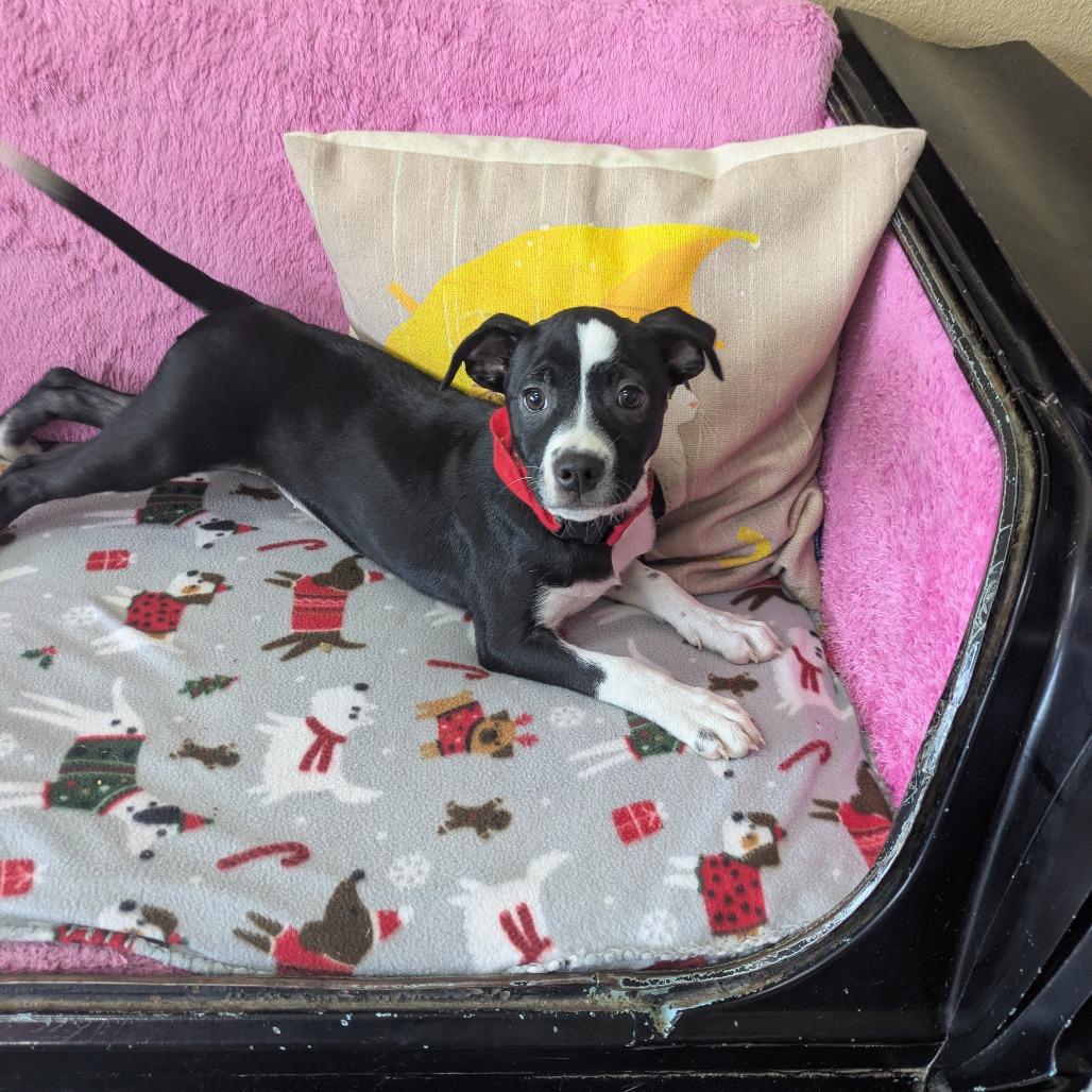 Enlarge Rosaline, a Adoptable mixed breed in Springfield, MO image 2/5