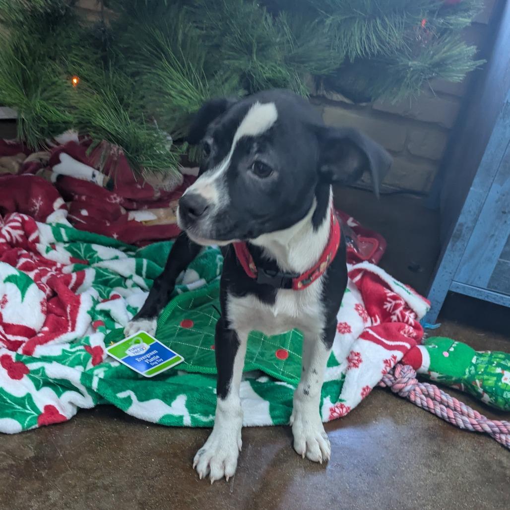 Enlarge Rosaline, a Adoptable mixed breed in Springfield, MO image 3/5