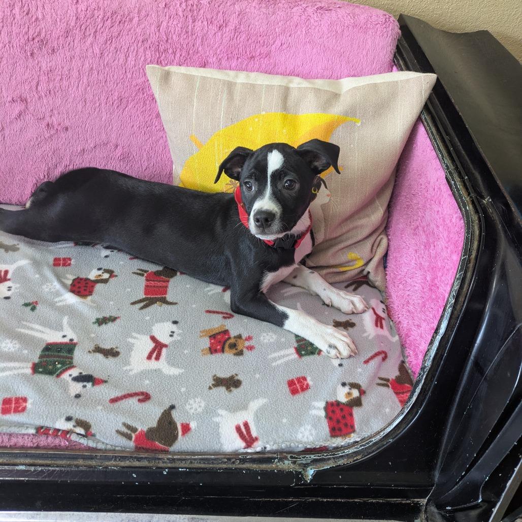 Enlarge Rosaline, a Adoptable mixed breed in Springfield, MO image 4/5