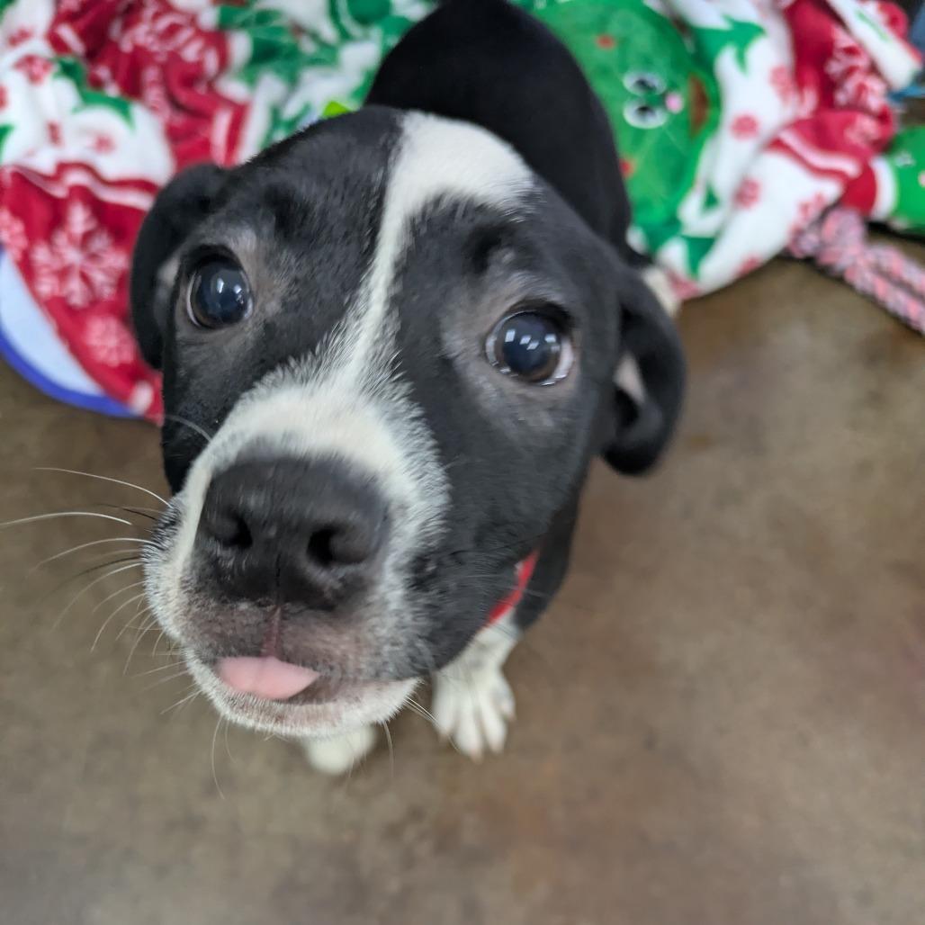 Enlarge Rosaline, a Adoptable mixed breed in Springfield, MO image 5/5