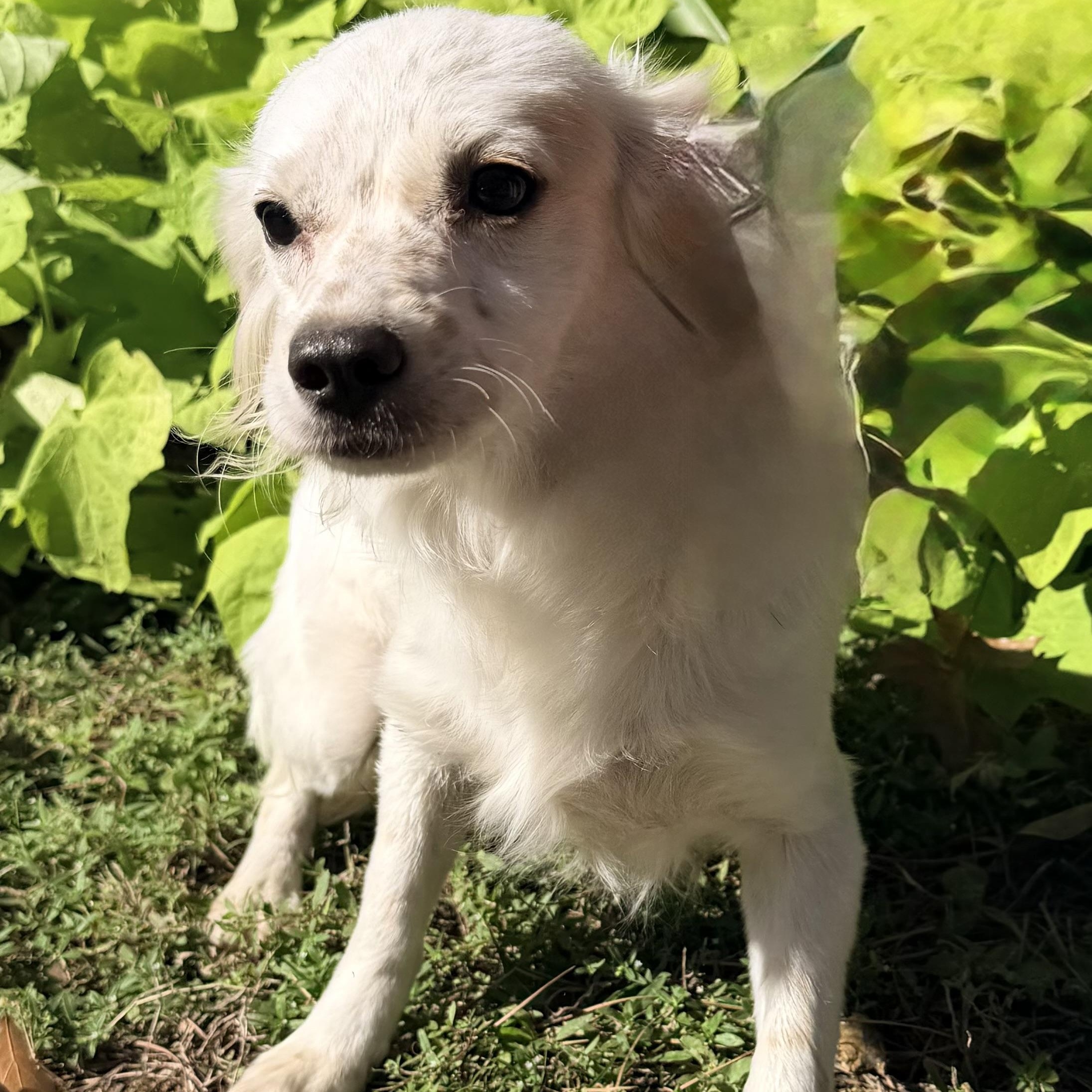 Estrella, an adoptable Maltese, Shih Tzu in Calumet, MI, 49913 | Photo Image 2