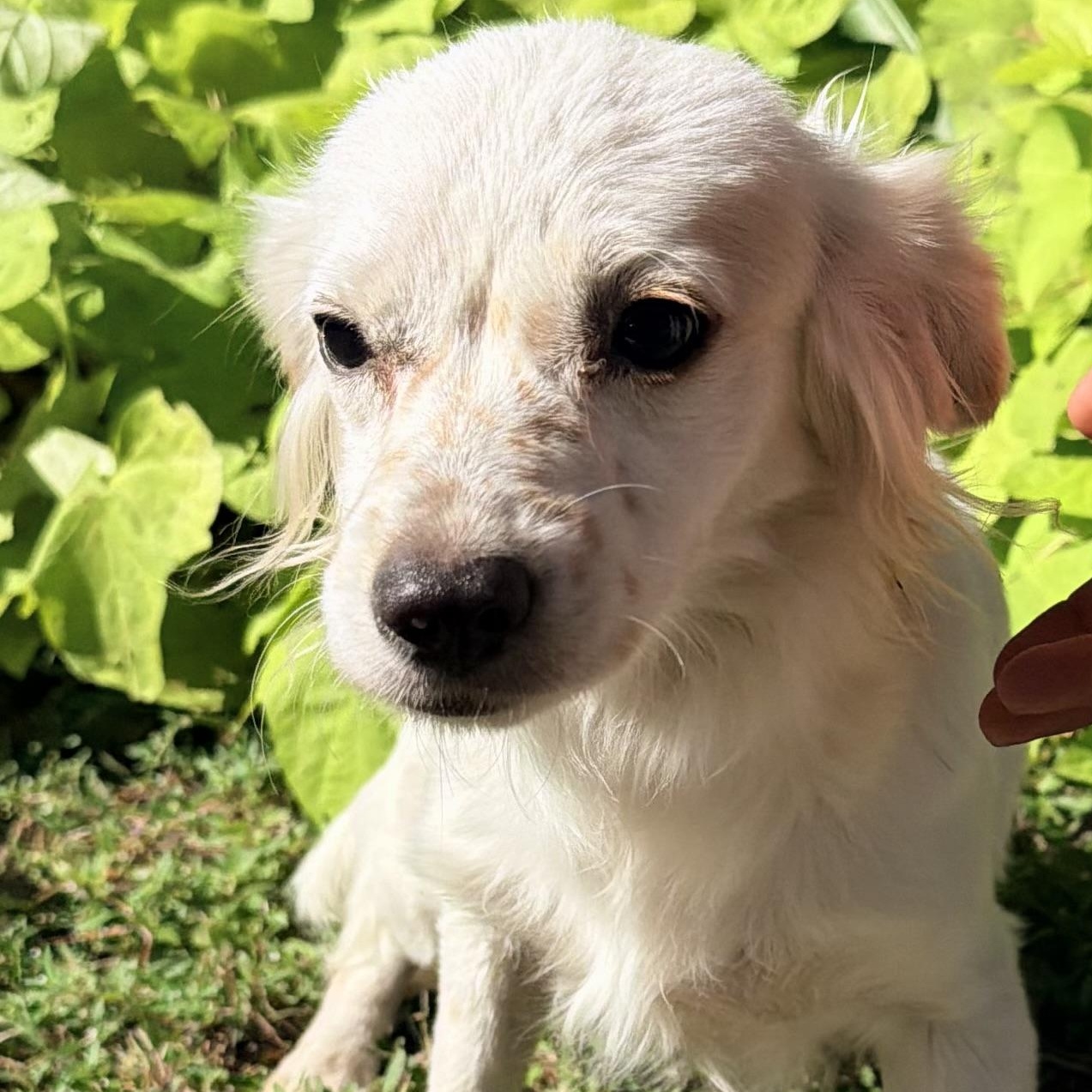 Estrella, an adoptable Maltese, Shih Tzu in Calumet, MI, 49913 | Photo Image 3