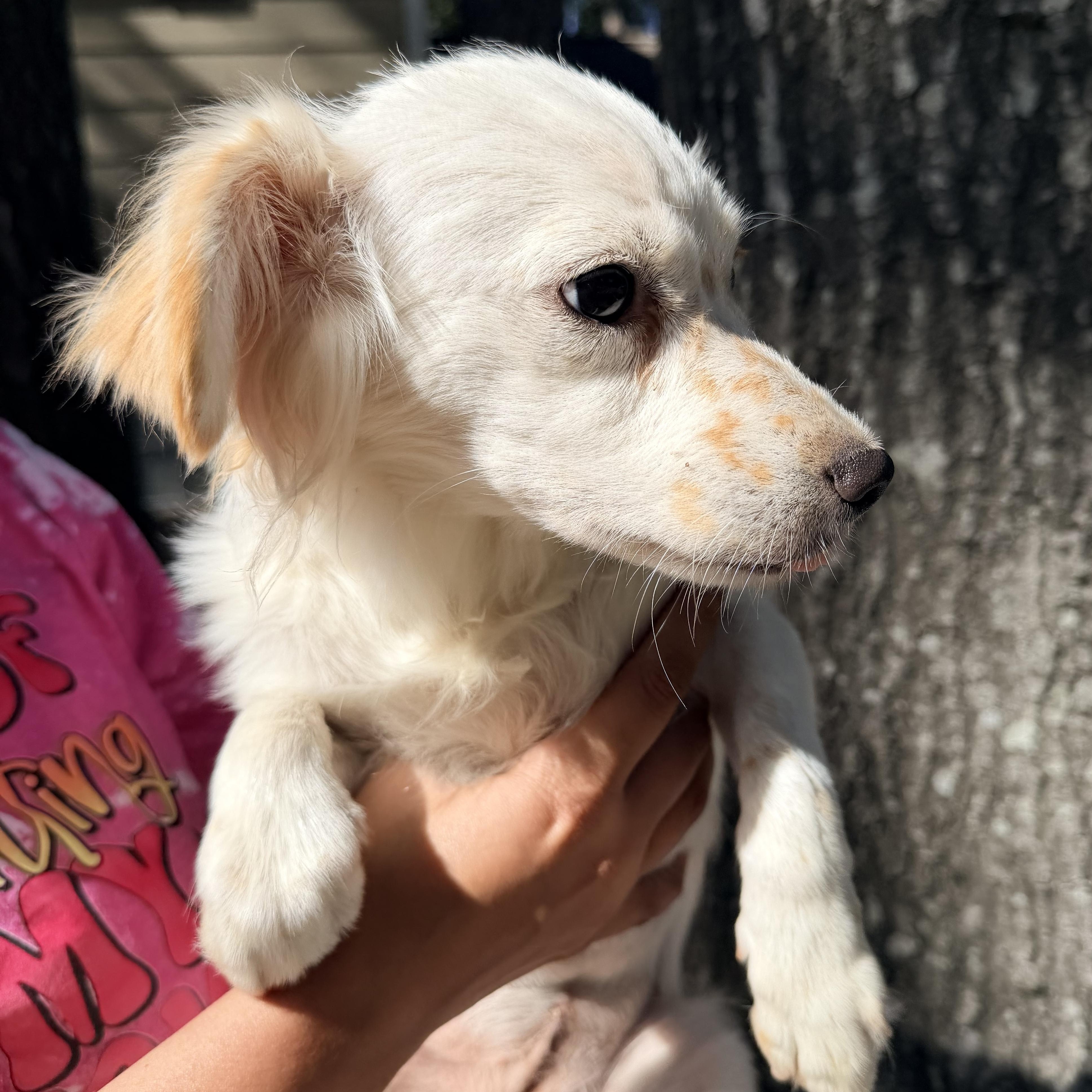 Estrella, an adoptable Maltese, Shih Tzu in Calumet, MI, 49913 | Photo Image 4