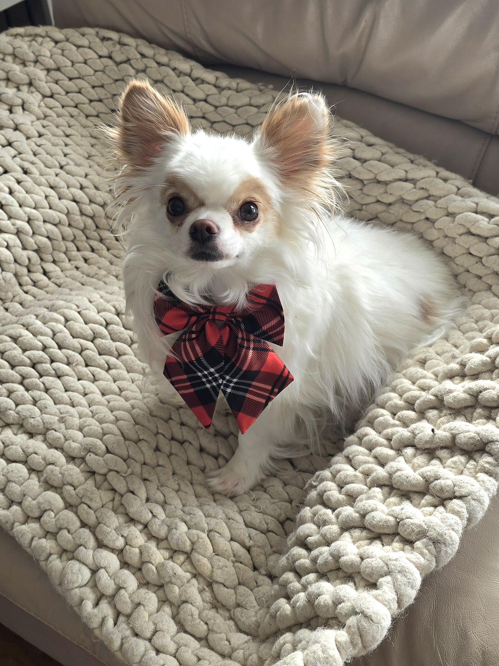 Tonka, ADOPTABLE, Adult Male Chihuahua.