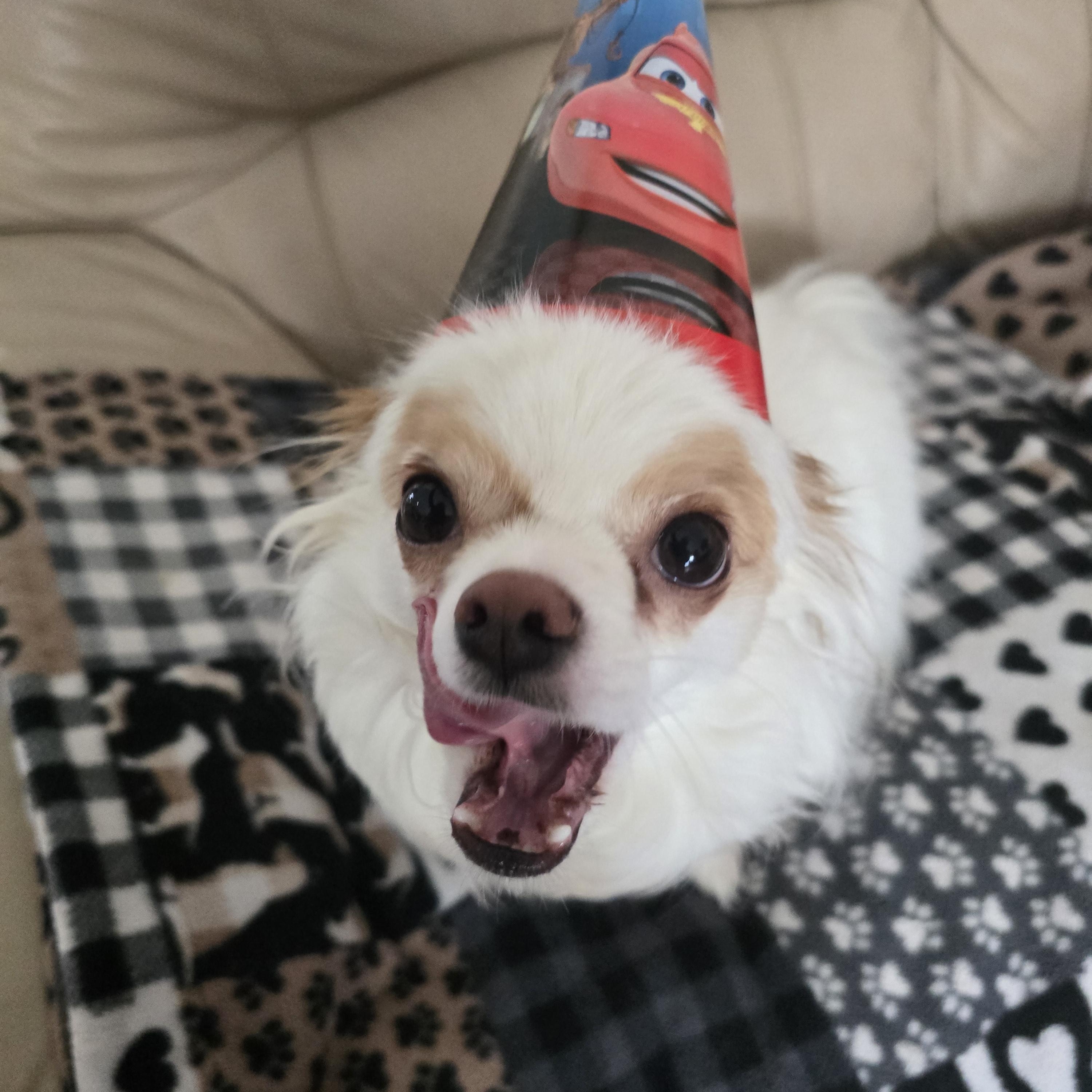 Enlarge Tonka, a ADOPTABLE mixed breed in Chatsworth, ON image 3/4