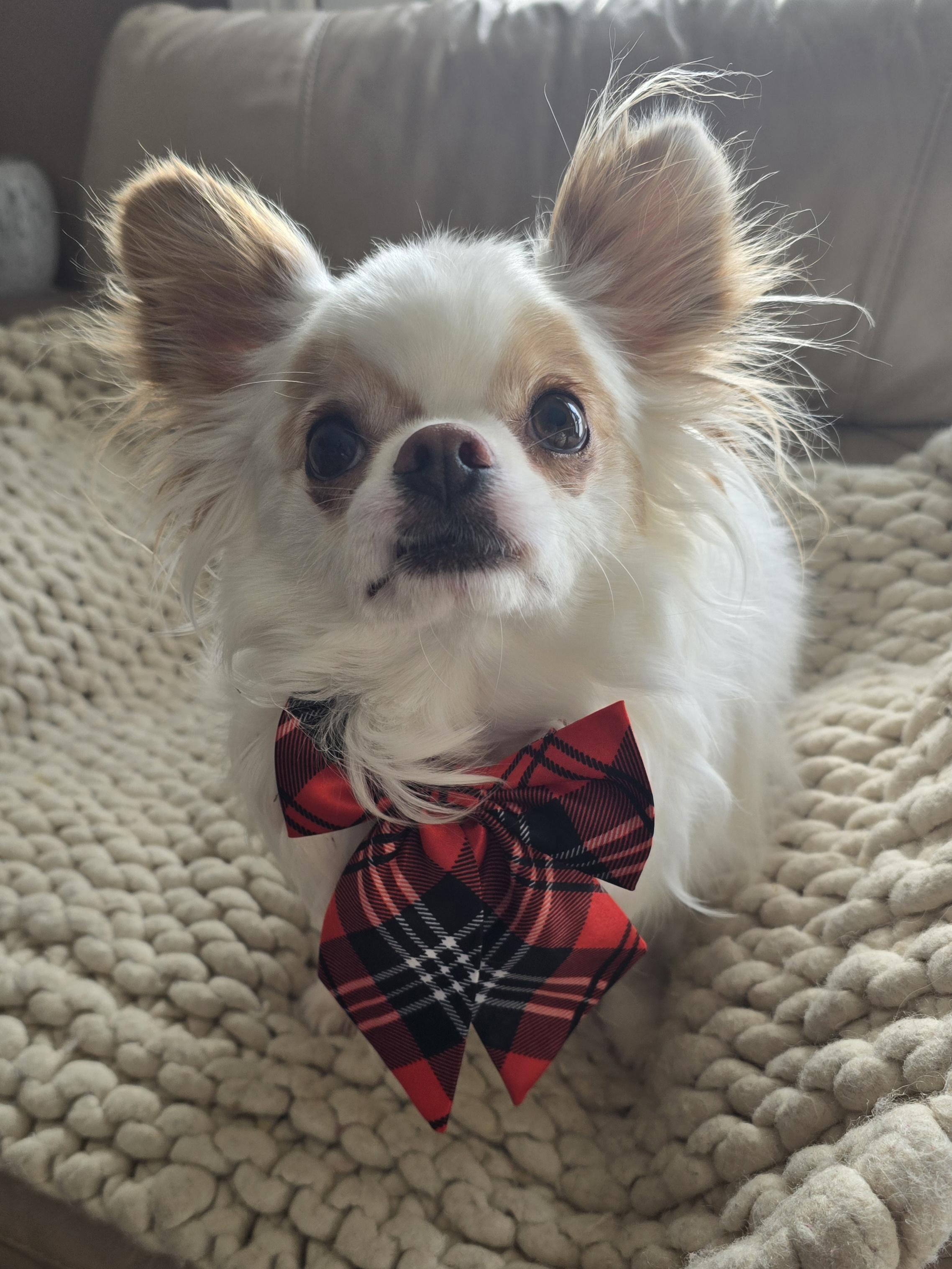 Enlarge Tonka, a ADOPTABLE mixed breed in Chatsworth, ON image 2/4