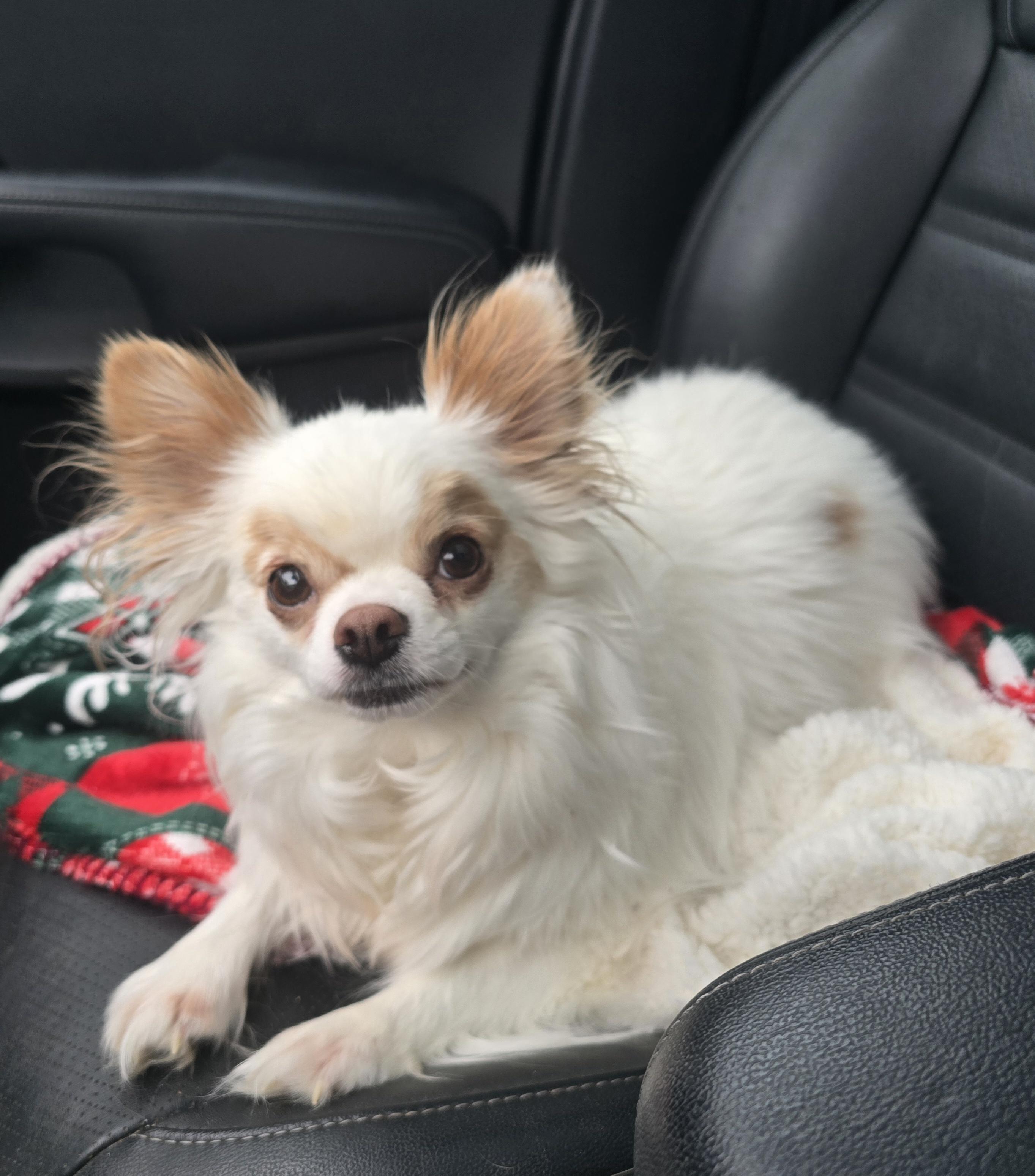 Enlarge Tonka, a ADOPTABLE mixed breed in Chatsworth, ON image 4/4