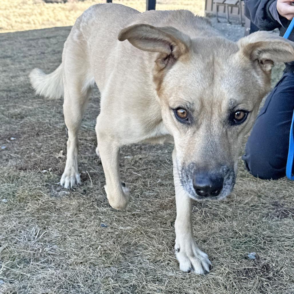 Enlarge Rascal, a Adoptable Mixed Breed in Hailey, ID image 1/6
