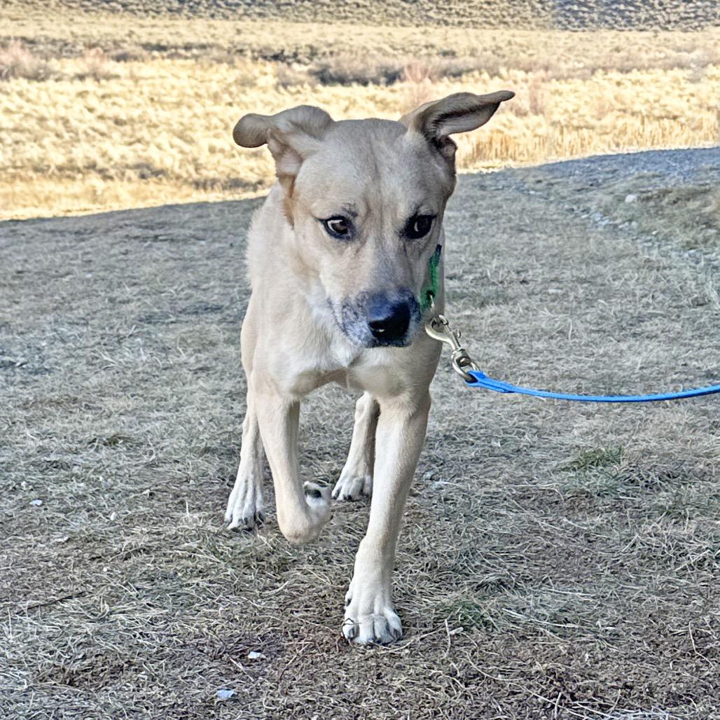 Enlarge Rascal, a Adoptable Mixed Breed in Hailey, ID image 2/6