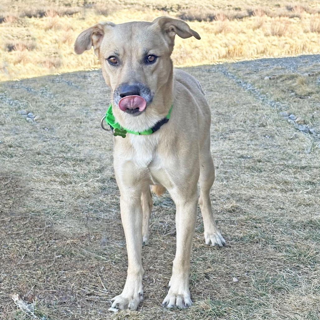 Enlarge Rascal, a Adoptable Mixed Breed in Hailey, ID image 3/6