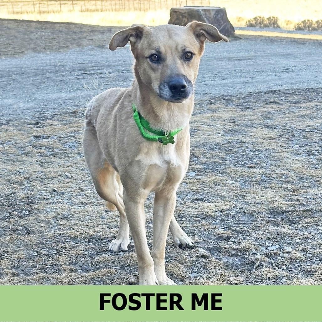 Enlarge Rascal, a Adoptable Mixed Breed in Hailey, ID image 4/6