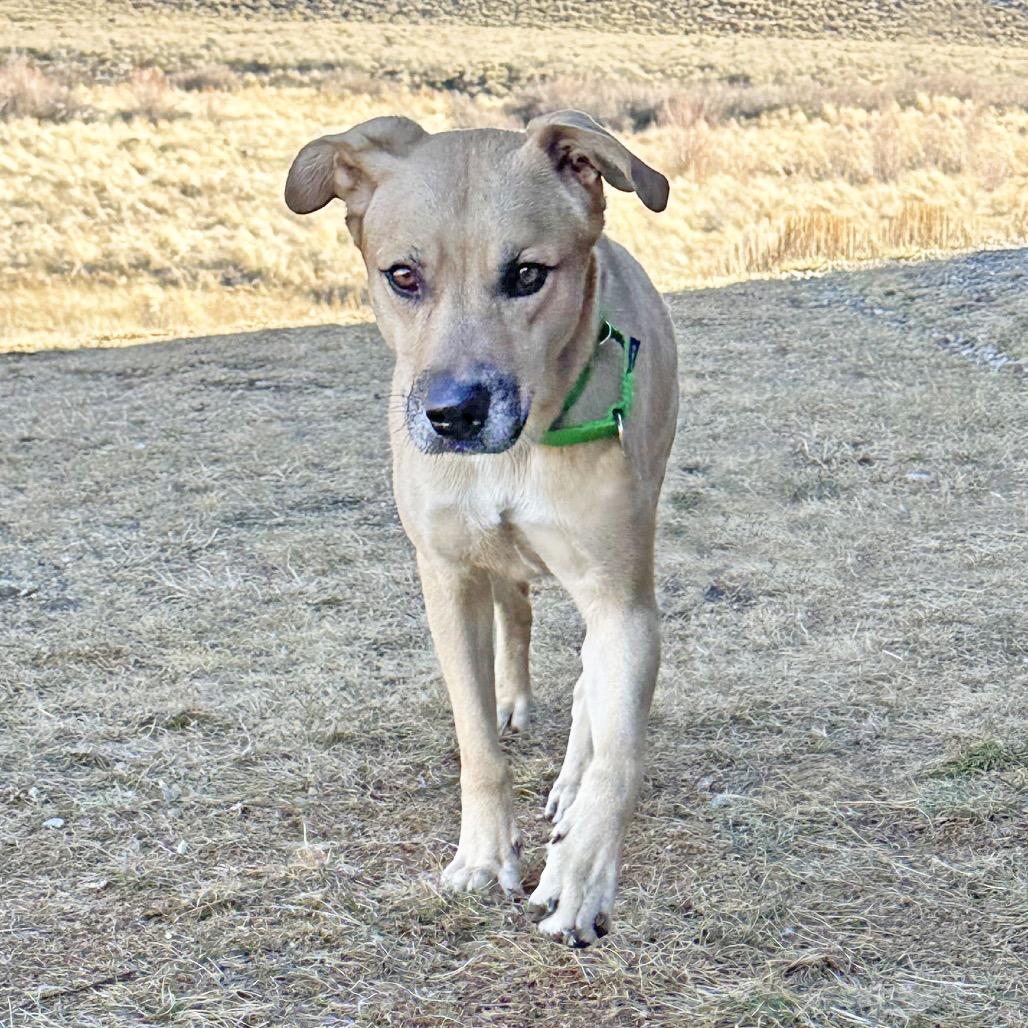 Enlarge Rascal, a Adoptable Mixed Breed in Hailey, ID image 5/6