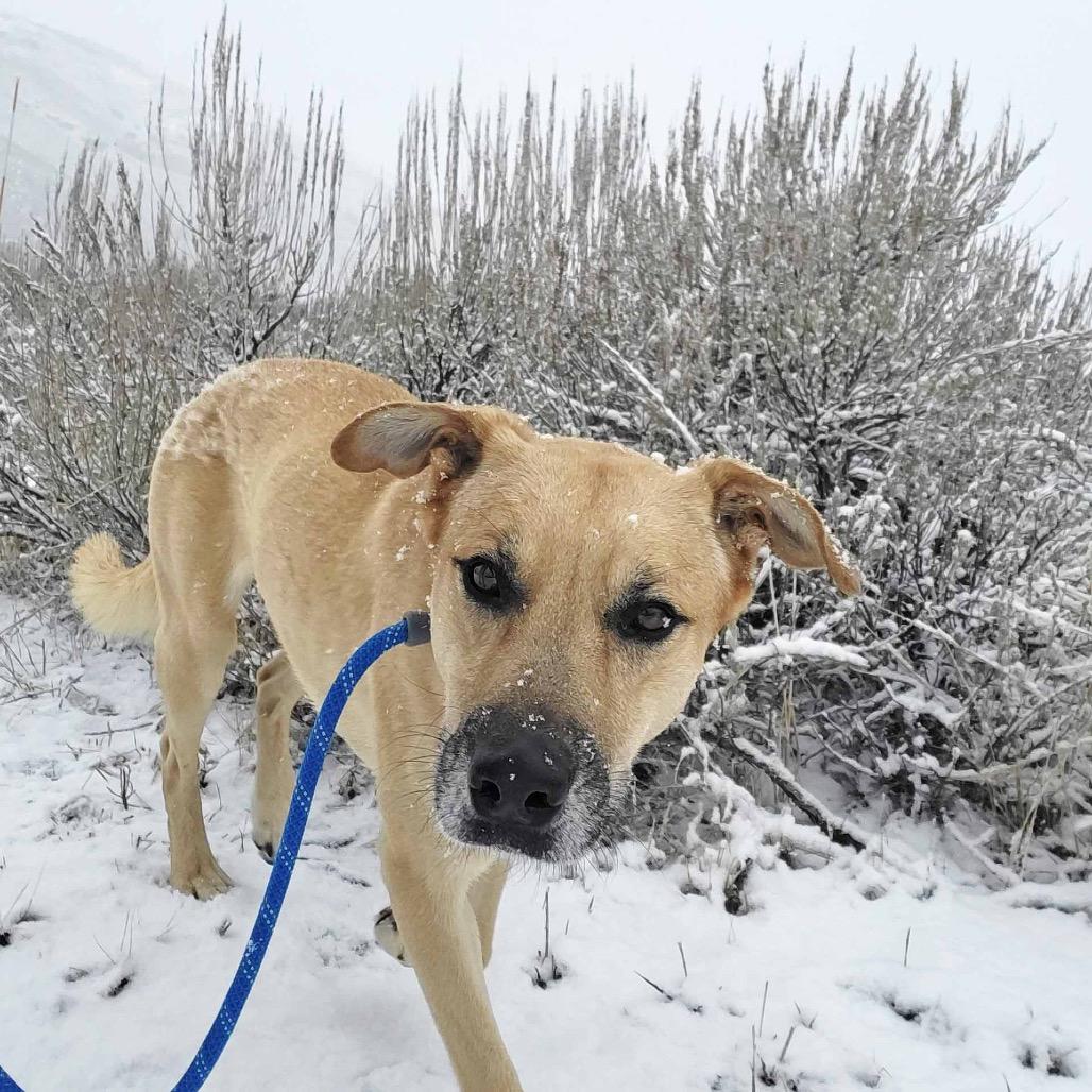 Enlarge Rascal, a Adoptable Mixed Breed in Hailey, ID image 6/6