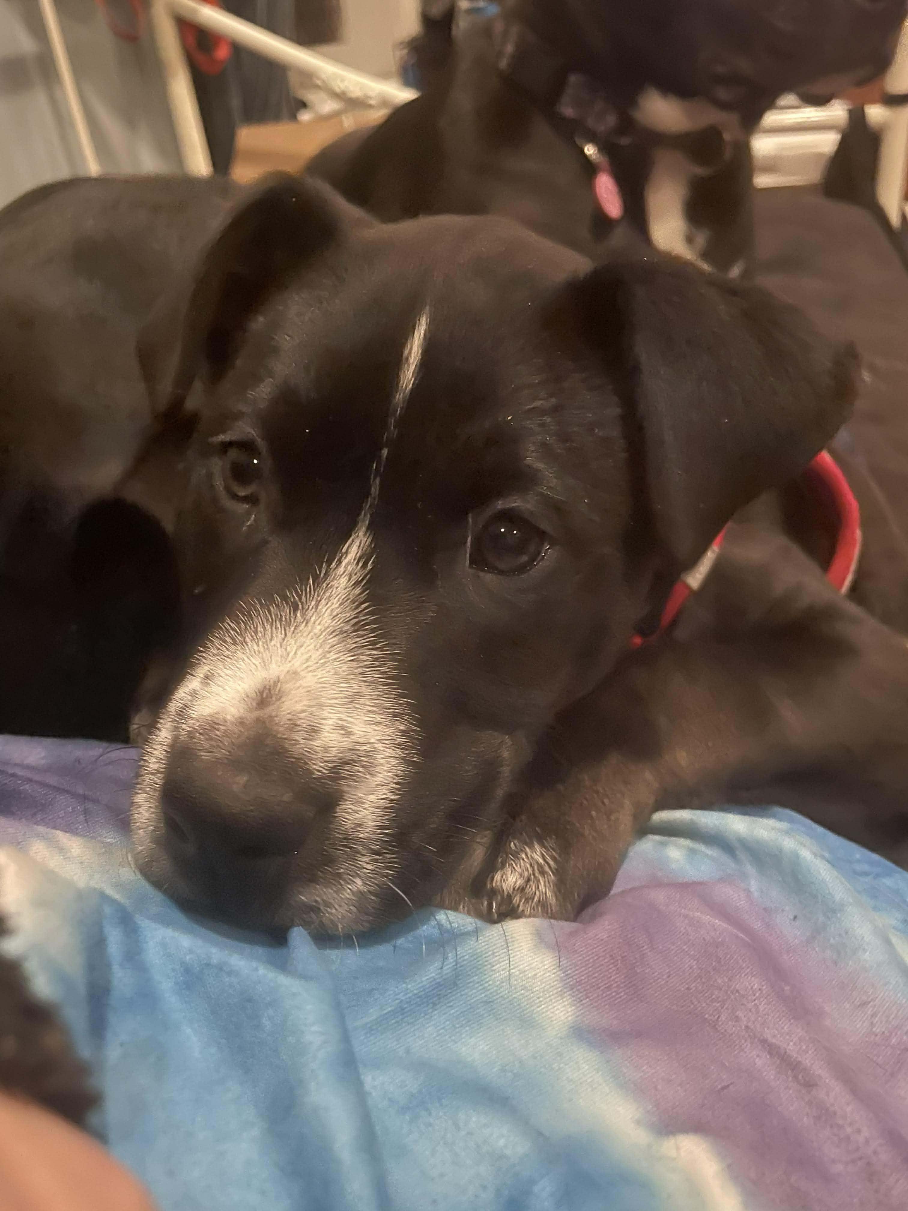 Enlarge Belle, a Adoptable mixed breed in Lancaster, MA image 4/4