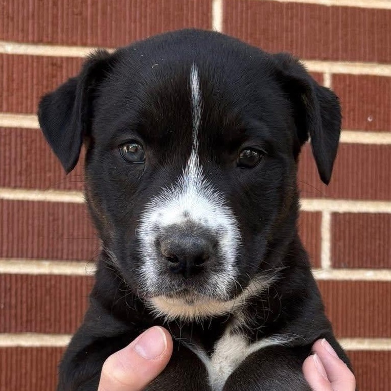 Belle, Adoptable, Puppy Female Labrador Retriever & Husky.