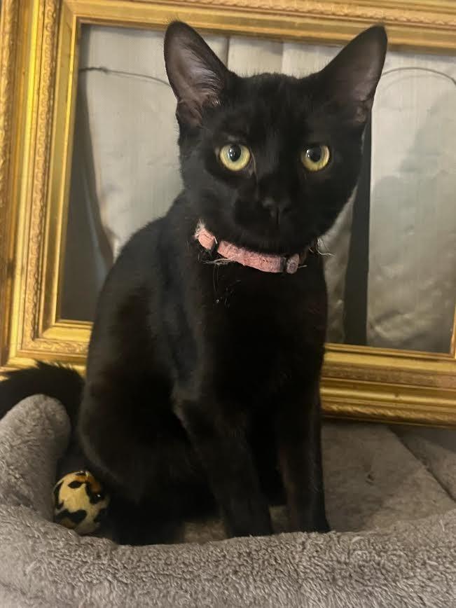 Spooky, Adoptable, Young Female Domestic Short Hair.