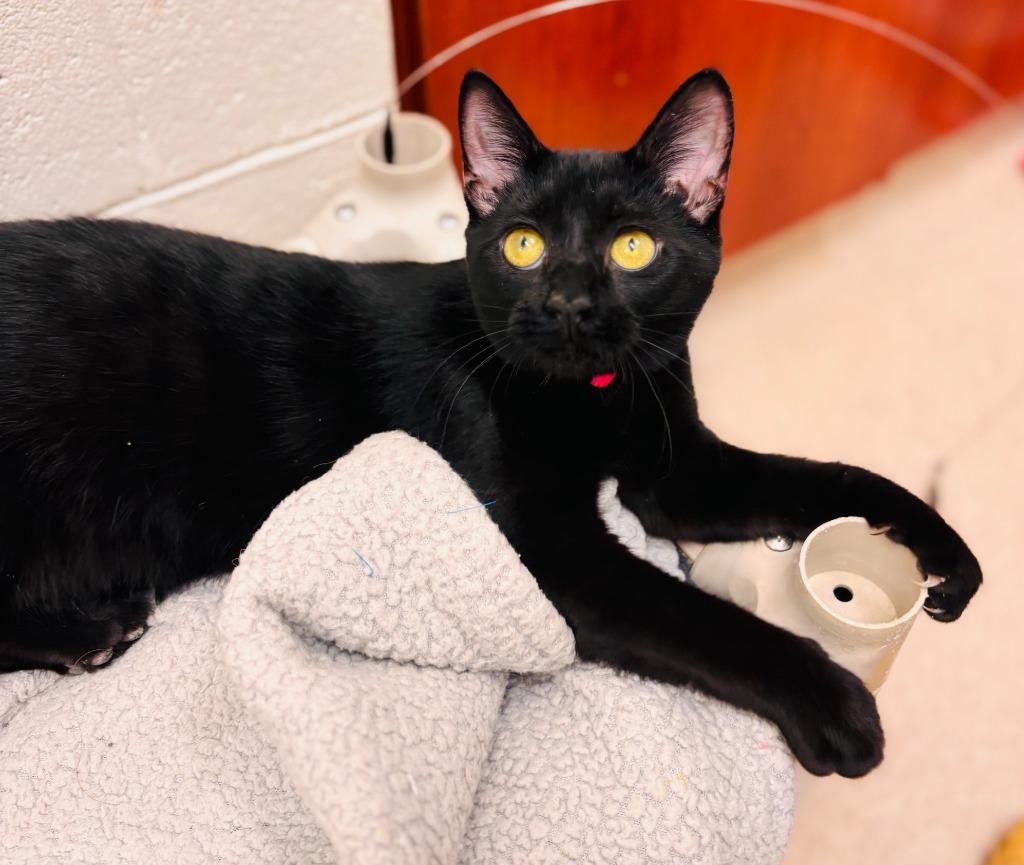 Spooky, a Adoptable mixed breed in Madison, GA image 2/3