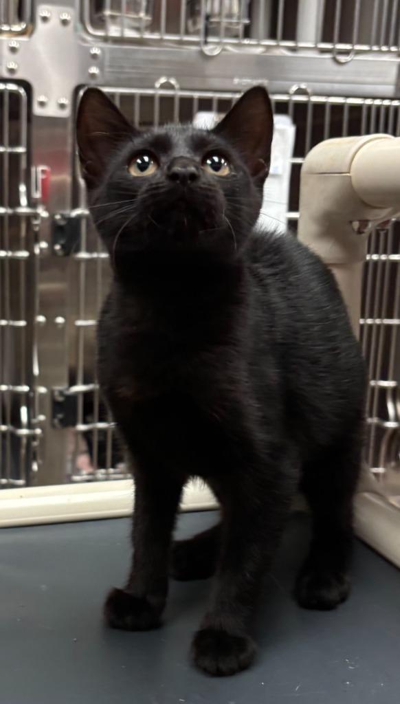 Spooky, Adoptable, Young Female Domestic Short Hair.