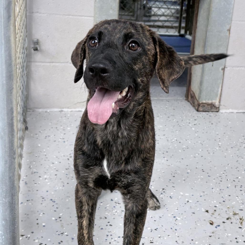 Ruby-4536, Adoptable, Puppy Female Terrier & Mixed Breed.