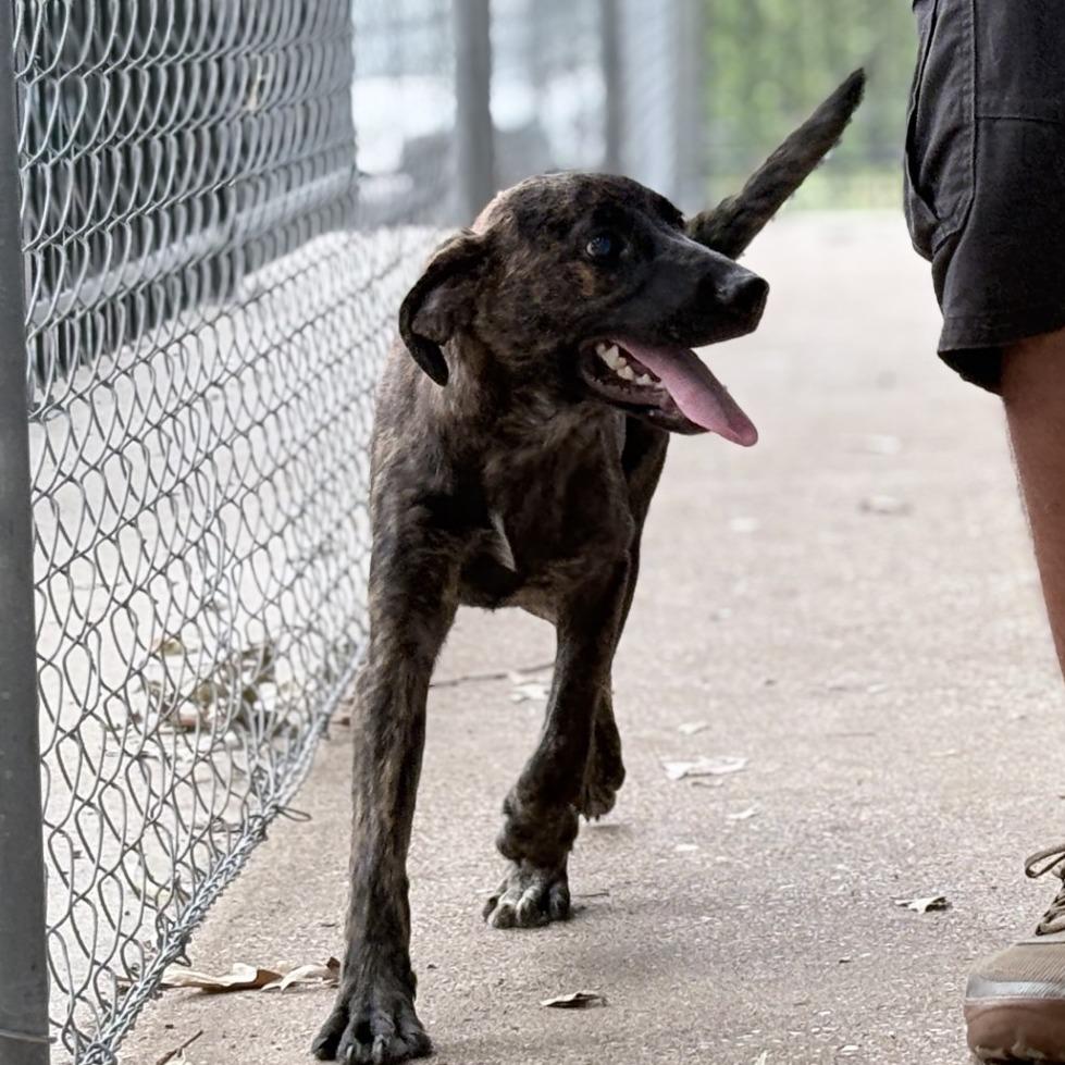 Enlarge Ruby-4536, a Adoptable mixed breed in Tyler, TX image 2/5