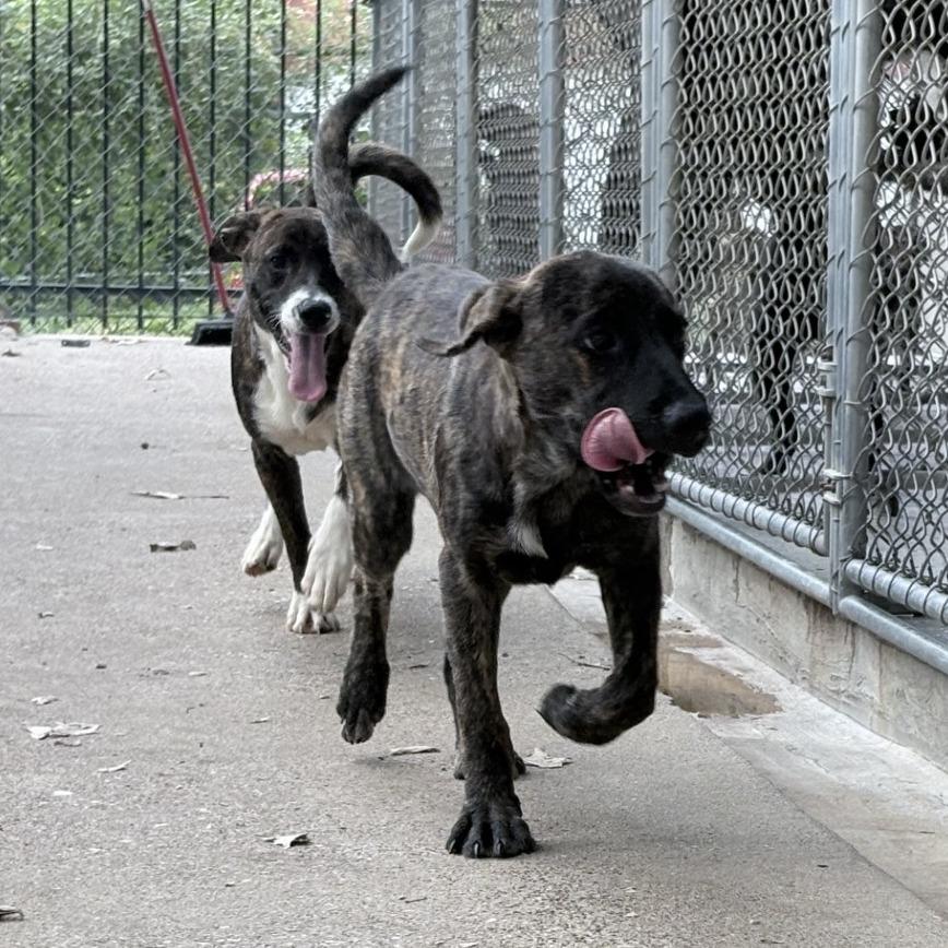 Enlarge Ruby-4536, a Adoptable mixed breed in Tyler, TX image 3/5