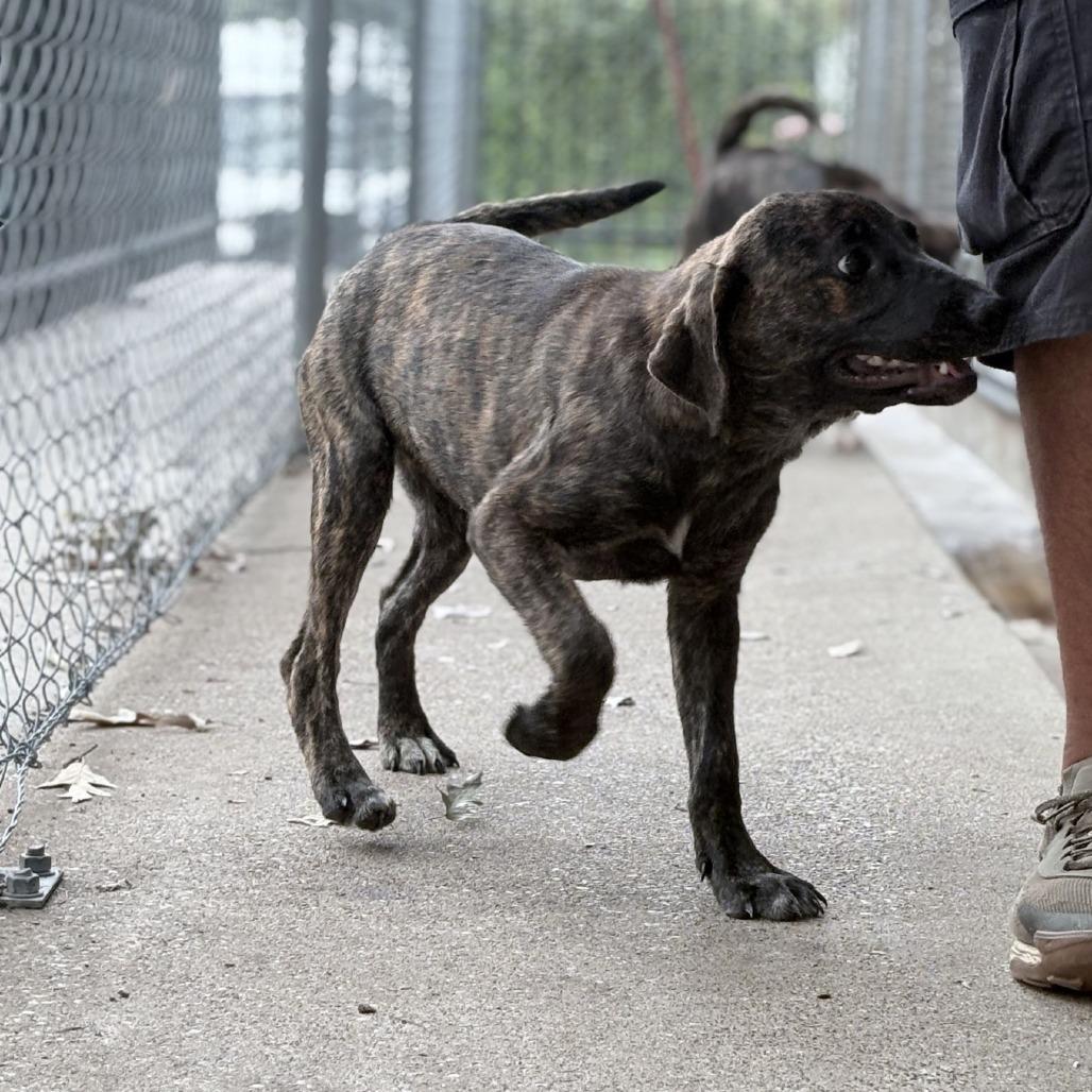 Enlarge Ruby-4536, a Adoptable mixed breed in Tyler, TX image 4/5