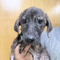 Enlarge Ruby-4536, a Adoptable mixed breed in Tyler, TX image 5/5
