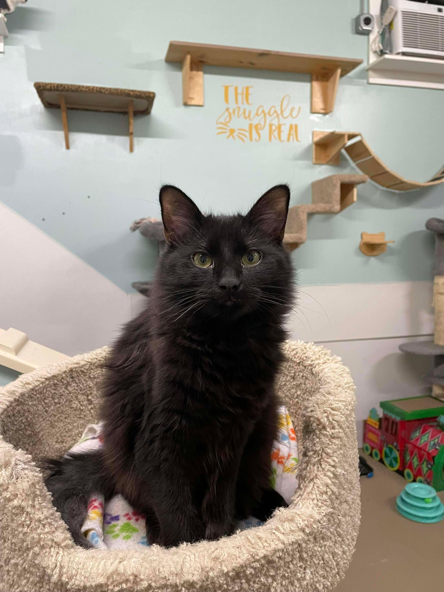 Pepper3, Adoptable, Young Female Domestic Long Hair.