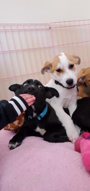 Enlarge Colt, a Adoptable mixed breed in Van Nuys, CA image 1/6