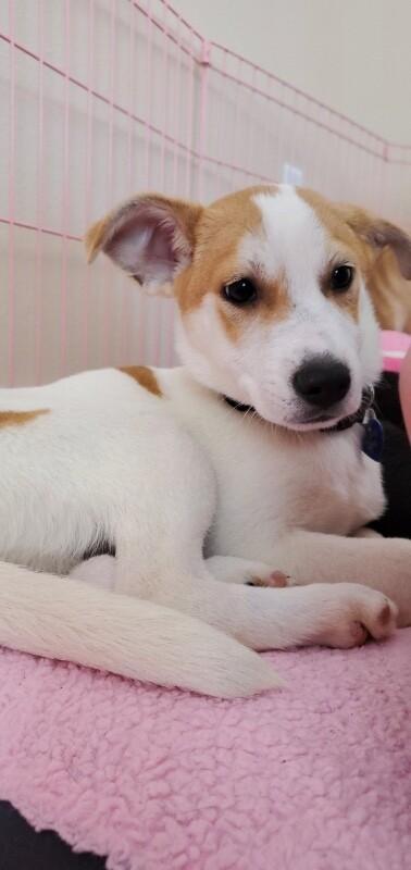 Enlarge Colt, a Adoptable mixed breed in Van Nuys, CA image 2/6