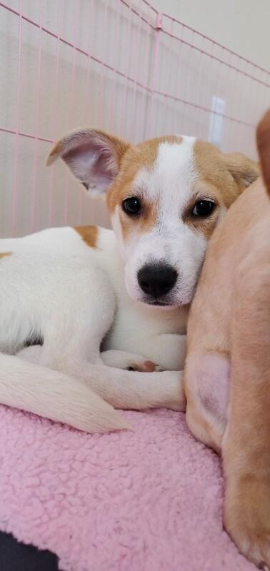 Enlarge Colt, a Adoptable mixed breed in Van Nuys, CA image 3/6