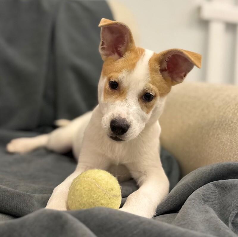 Enlarge Colt, a Adoptable mixed breed in Van Nuys, CA image 4/6
