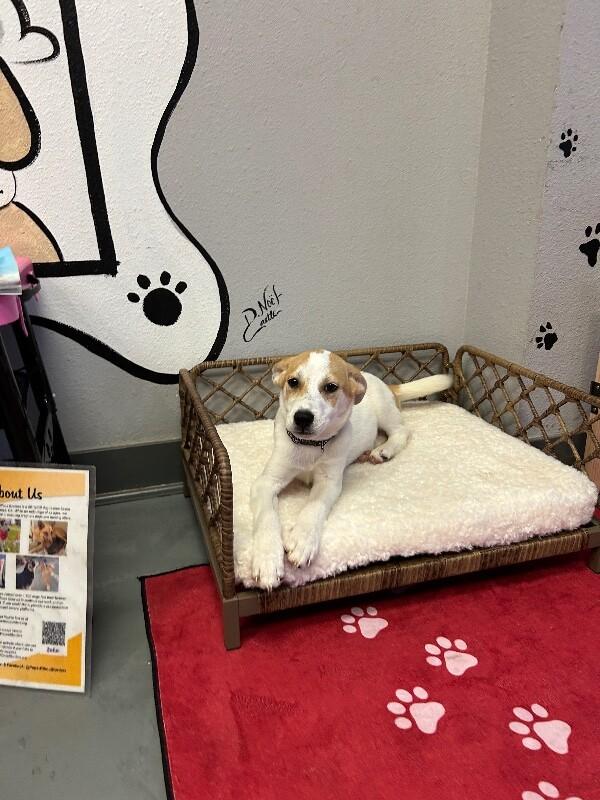 Enlarge Colt, a Adoptable mixed breed in Van Nuys, CA image 5/6