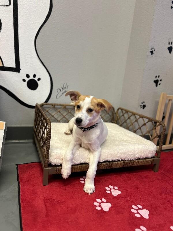 Enlarge Colt, a Adoptable mixed breed in Van Nuys, CA image 6/6