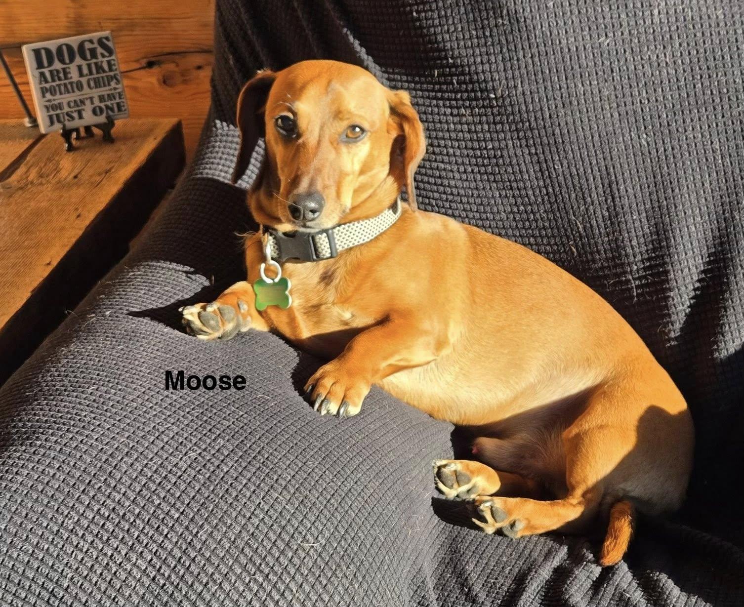 Enlarge Moose, a Adoptable mixed breed in Sioux Falls, SD image 1/3
