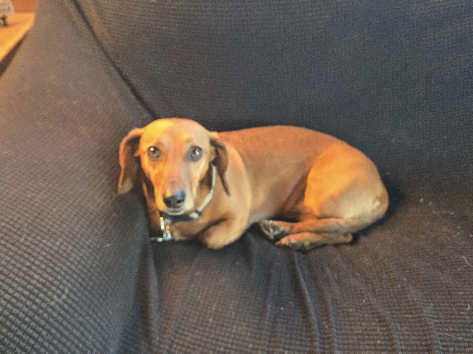 Enlarge Moose, a Adoptable mixed breed in Sioux Falls, SD image 2/3