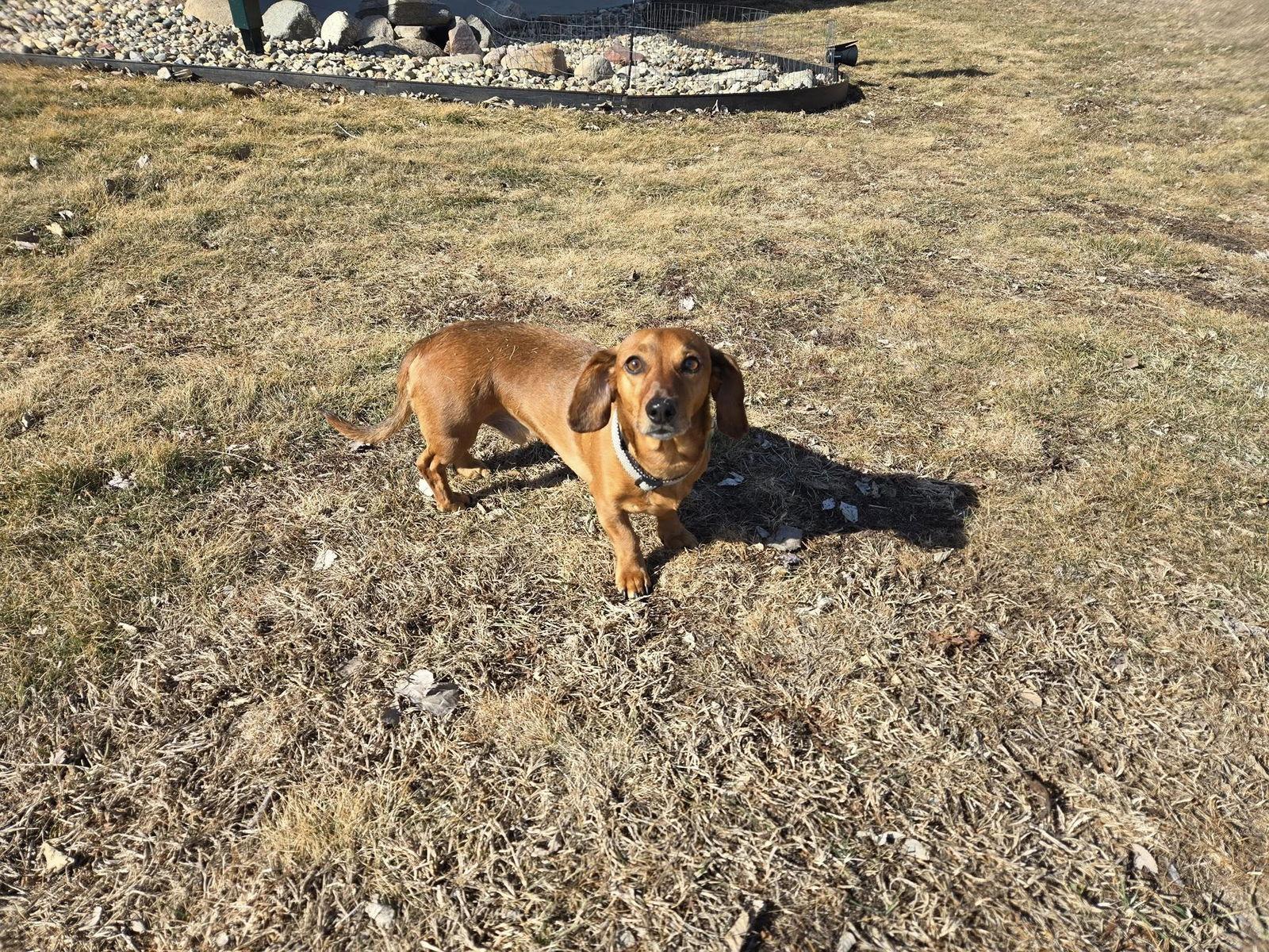 Enlarge Moose, a Adoptable mixed breed in Sioux Falls, SD image 3/3