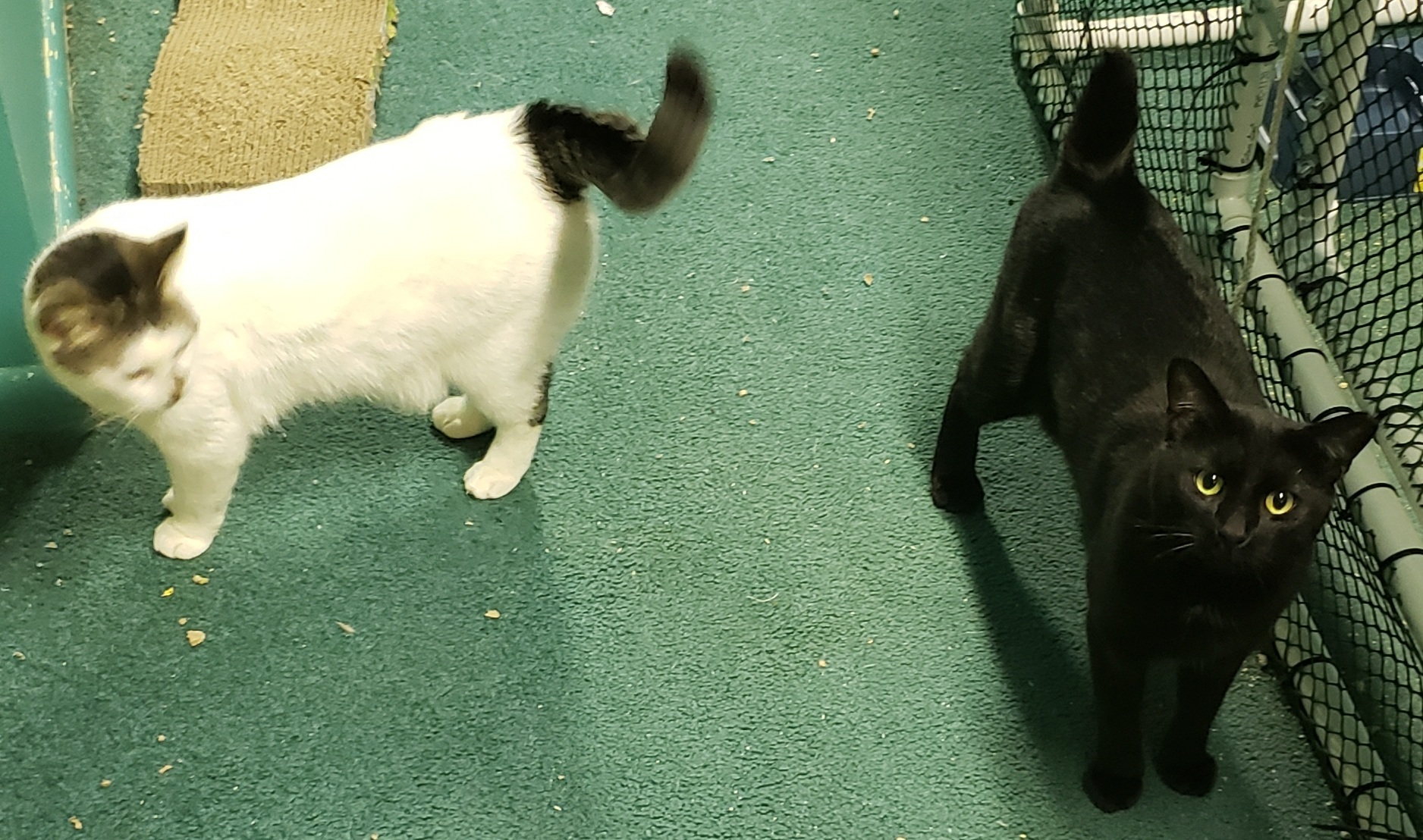 Winston & Lucknow, Adoptable, Young Male American Shorthair.