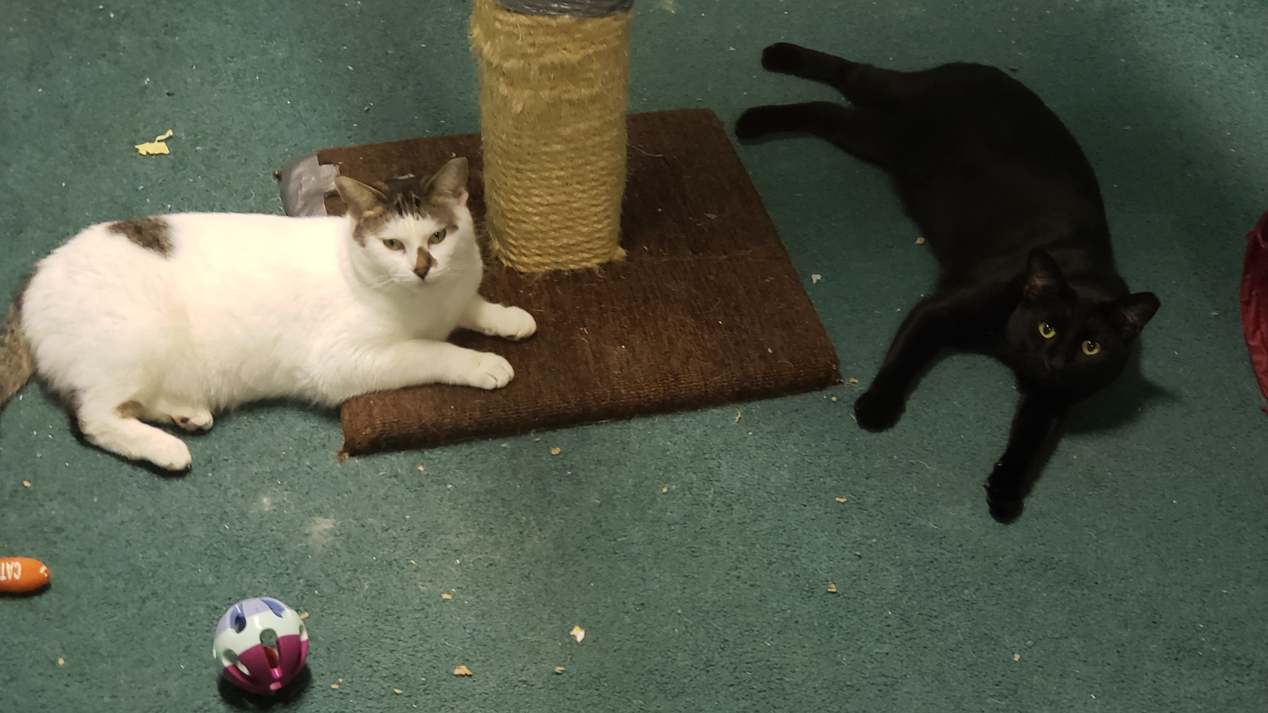 Winston & Lucknow, a Adoptable American Shorthair in Eastlake, OH image 2/11