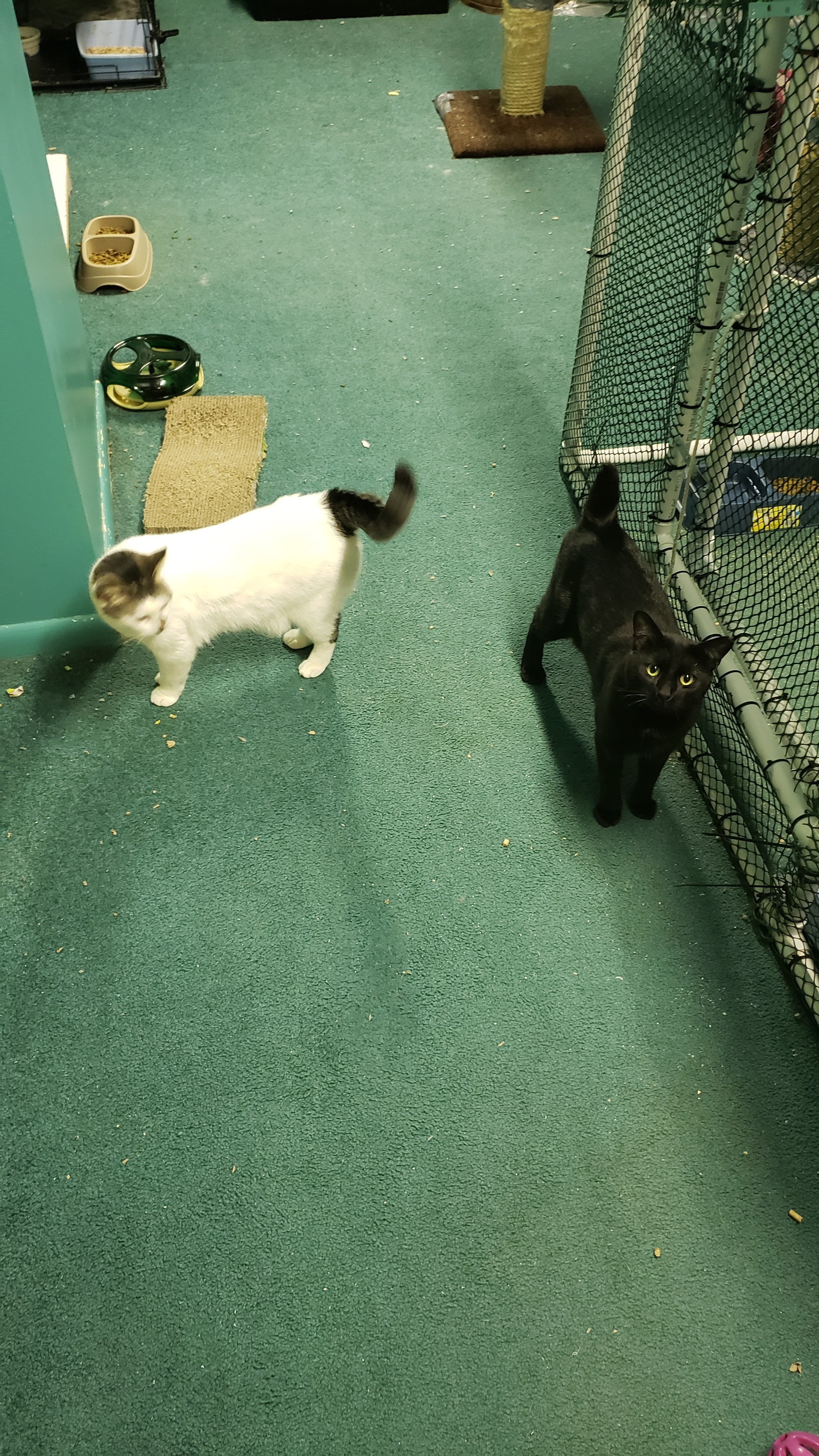 Winston & Lucknow, a Adoptable American Shorthair in Eastlake, OH image 4/11