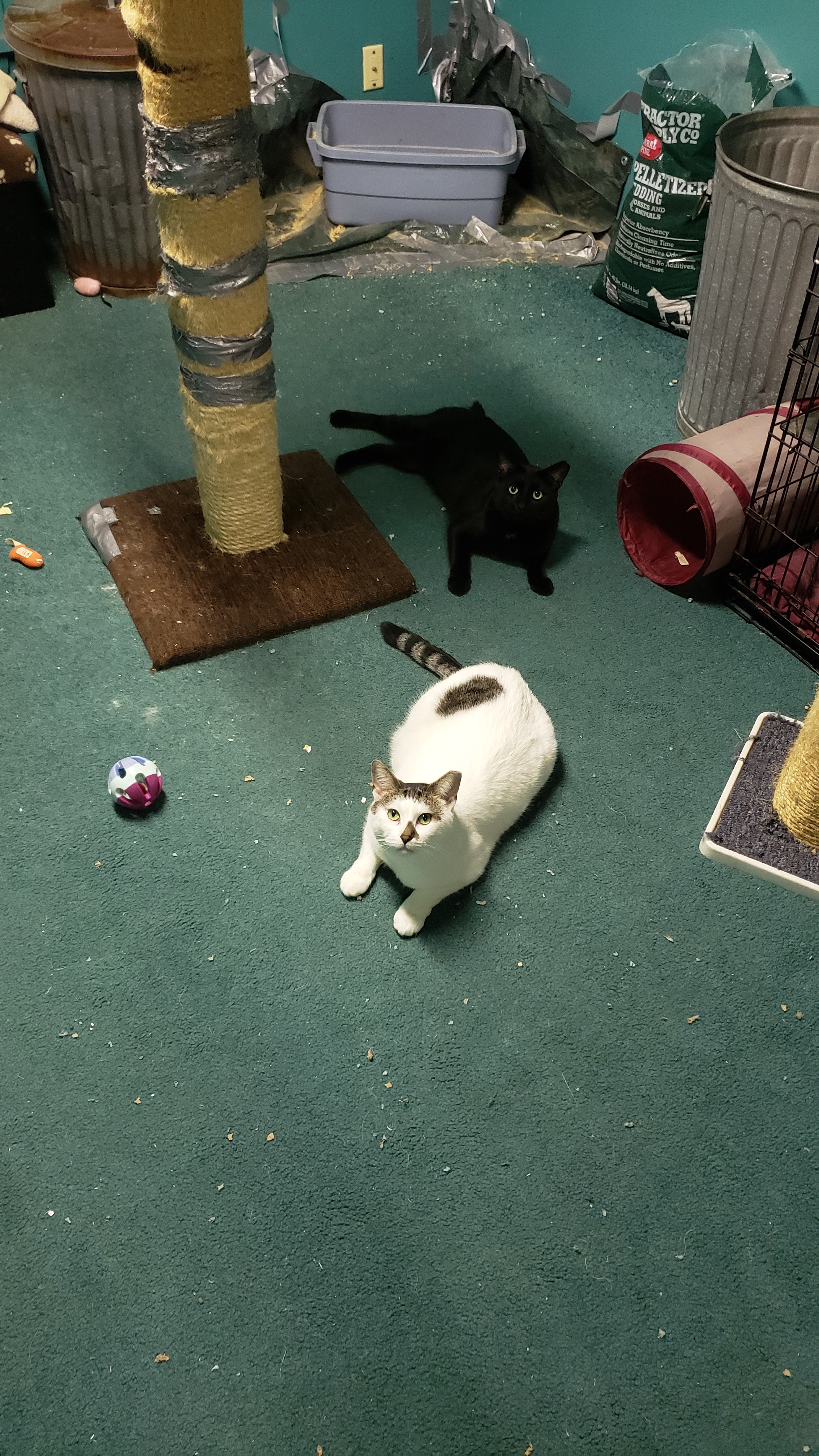 Winston & Lucknow, a Adoptable American Shorthair in Eastlake, OH image 5/11