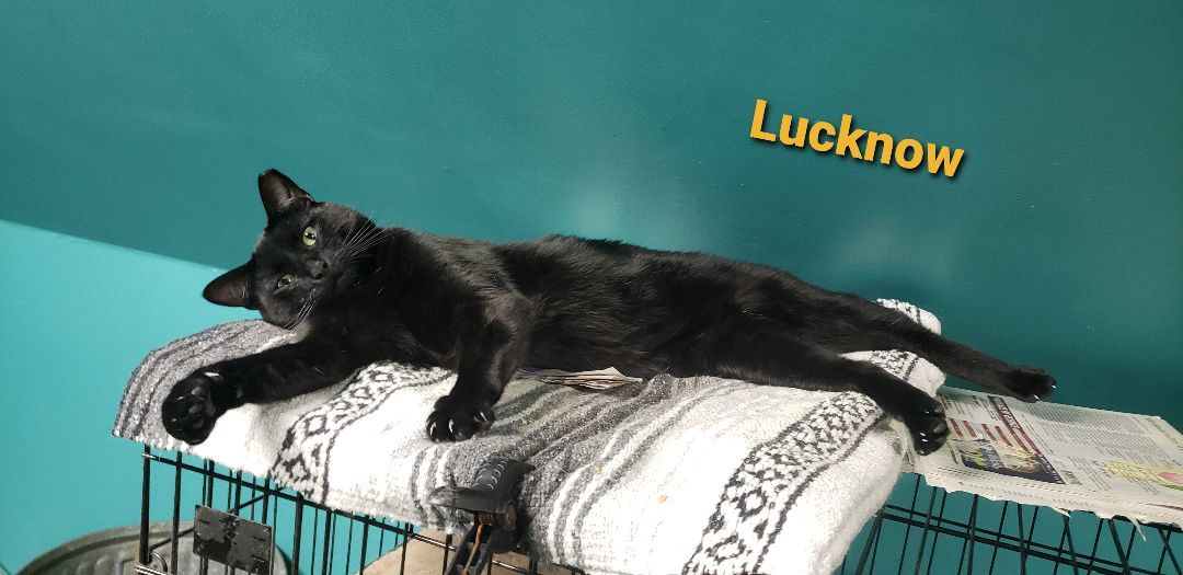Winston & Lucknow, a Adoptable American Shorthair in Eastlake, OH image 6/11