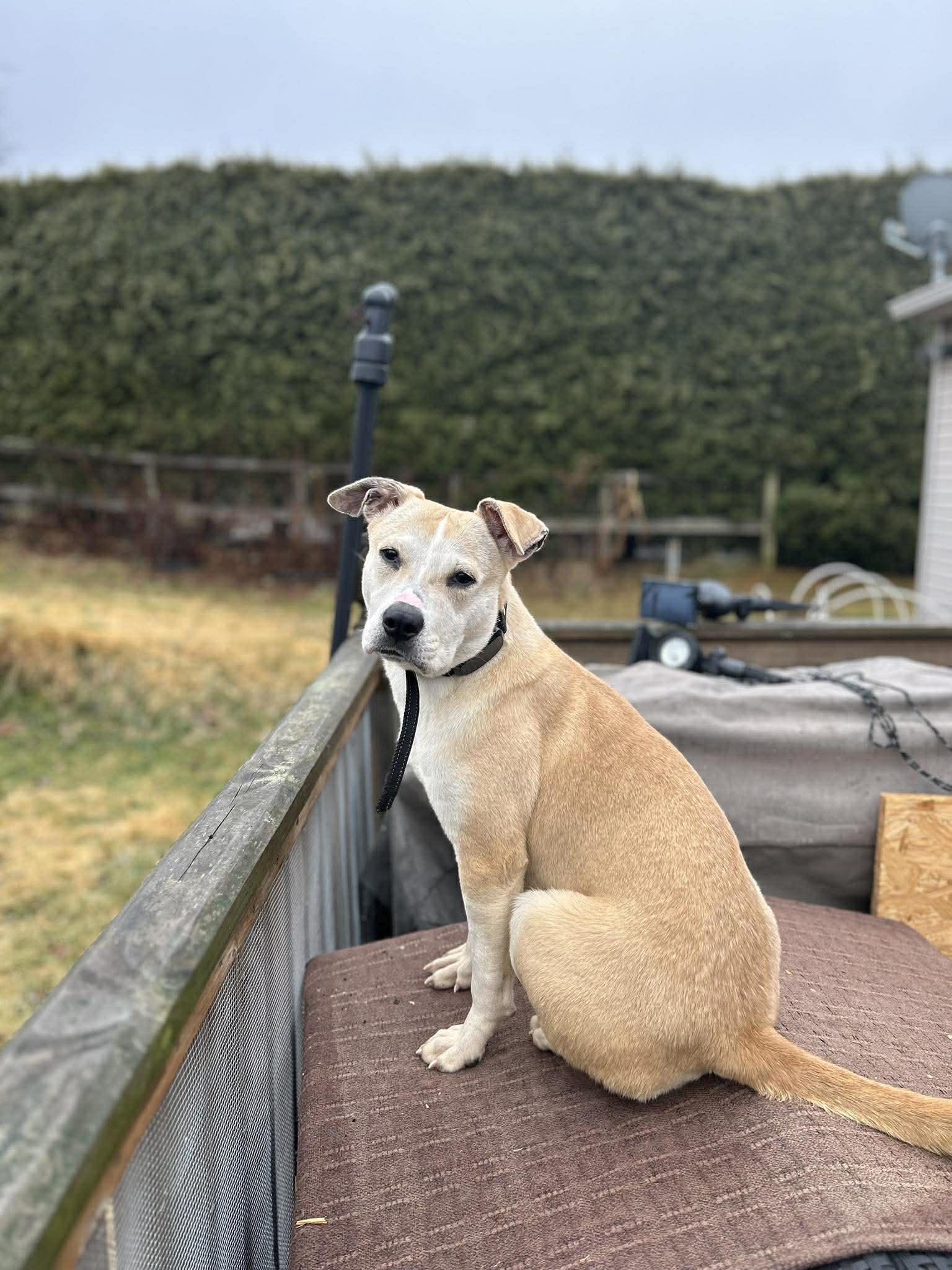 Sophie, a Adopted Pit Bull Terrier in Shillington, PA image 1/2