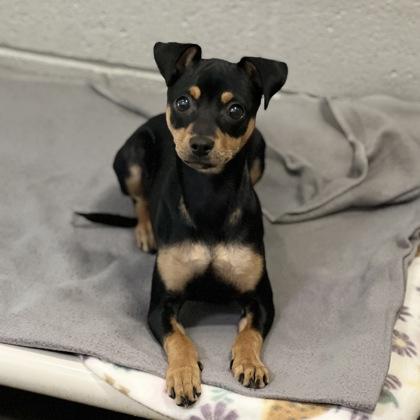 Enlarge Tokyo, an adopted mixed breed in Sacramento, CA image 1/1